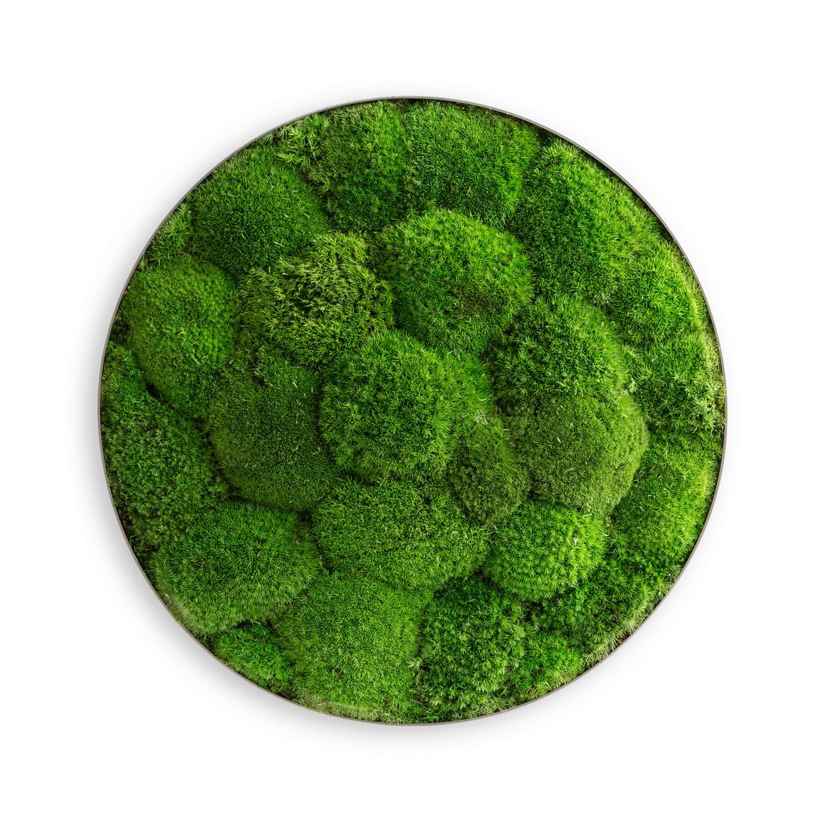 Moosbild Grün - Grün, Basics, Naturmaterialien/Metall (80/10cm)