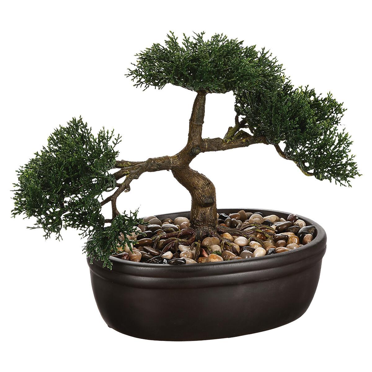 Okrasna Rastlina Bonsai - Moderno (23cm) - Modern Living