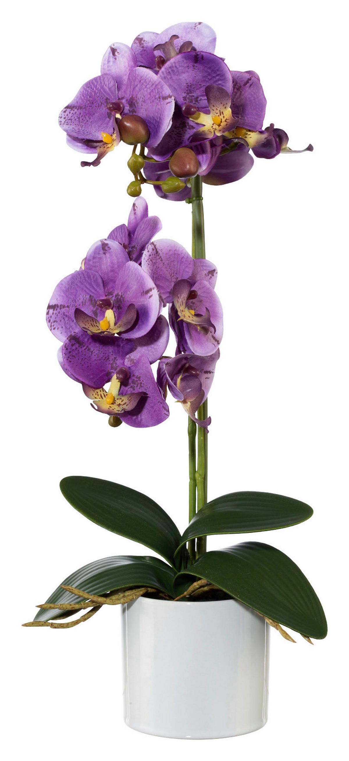 Orhidee phalaenopsis Maren - lila/alb, Romantik / Landhaus, plastic/metal (45cm) - Modern Living