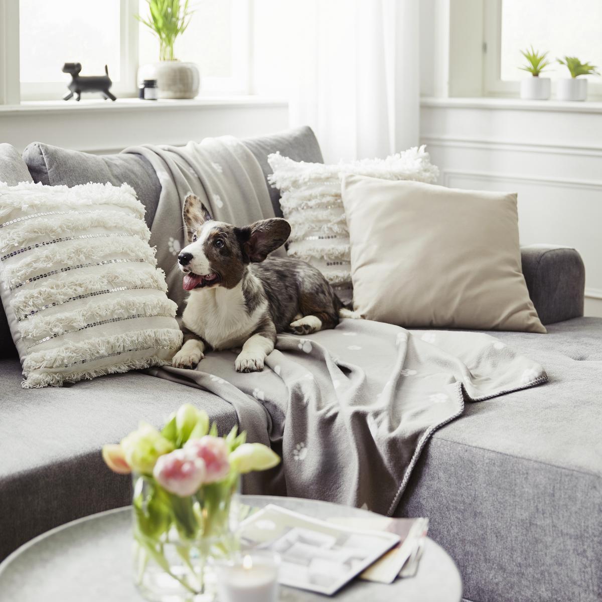 Polár Pléd Pet - bézs, textil (120/150cm) - Modern Living