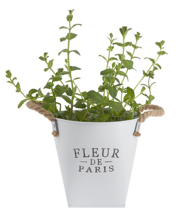 Übertopf in Weiß online bestellen