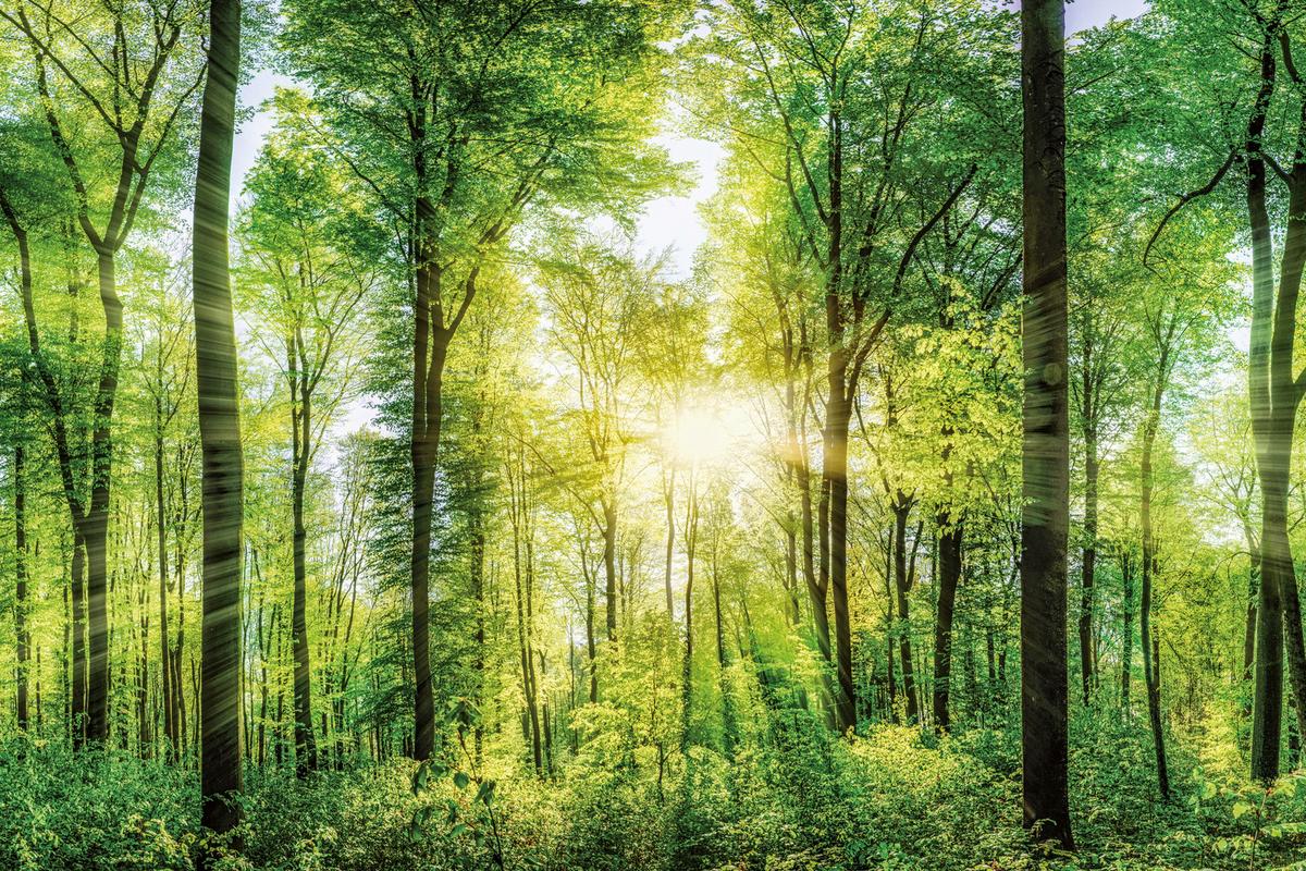 Keilrahmenbild Desteny Waldgrün ca. 150x100cm - Waldgrün, Basics, Holz (150 cm/100 cm/3 cmcm) - Mömax