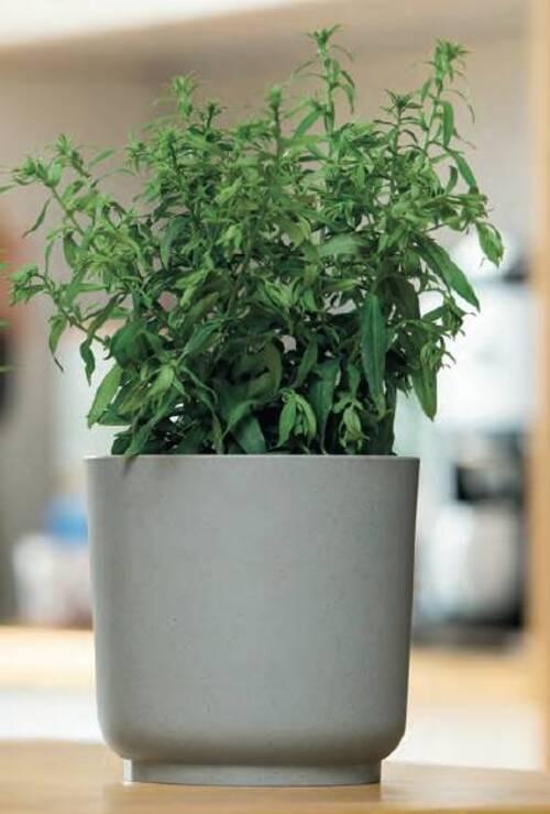Kaspó Átm./ma.: Kb. 20/19,4cm Ecocare - szürke, Lifestyle, műanyag/fa (20/19,4cm) - ecoTree
