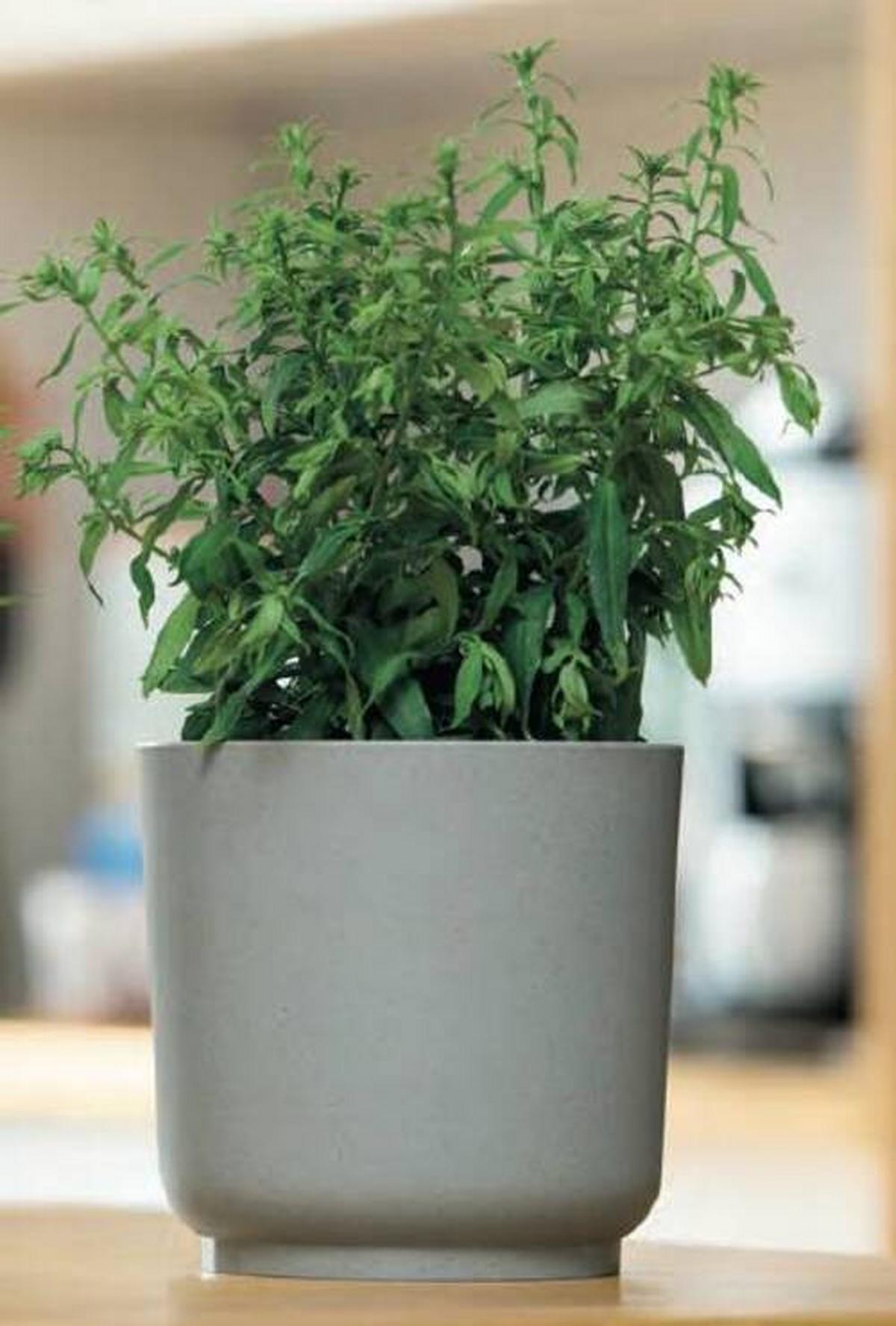 Kaspó Átm./ma.: Kb. 25/25,5cm Ecocare - szürke, Lifestyle, műanyag/fa (25/25,5cm) - ecoTree
