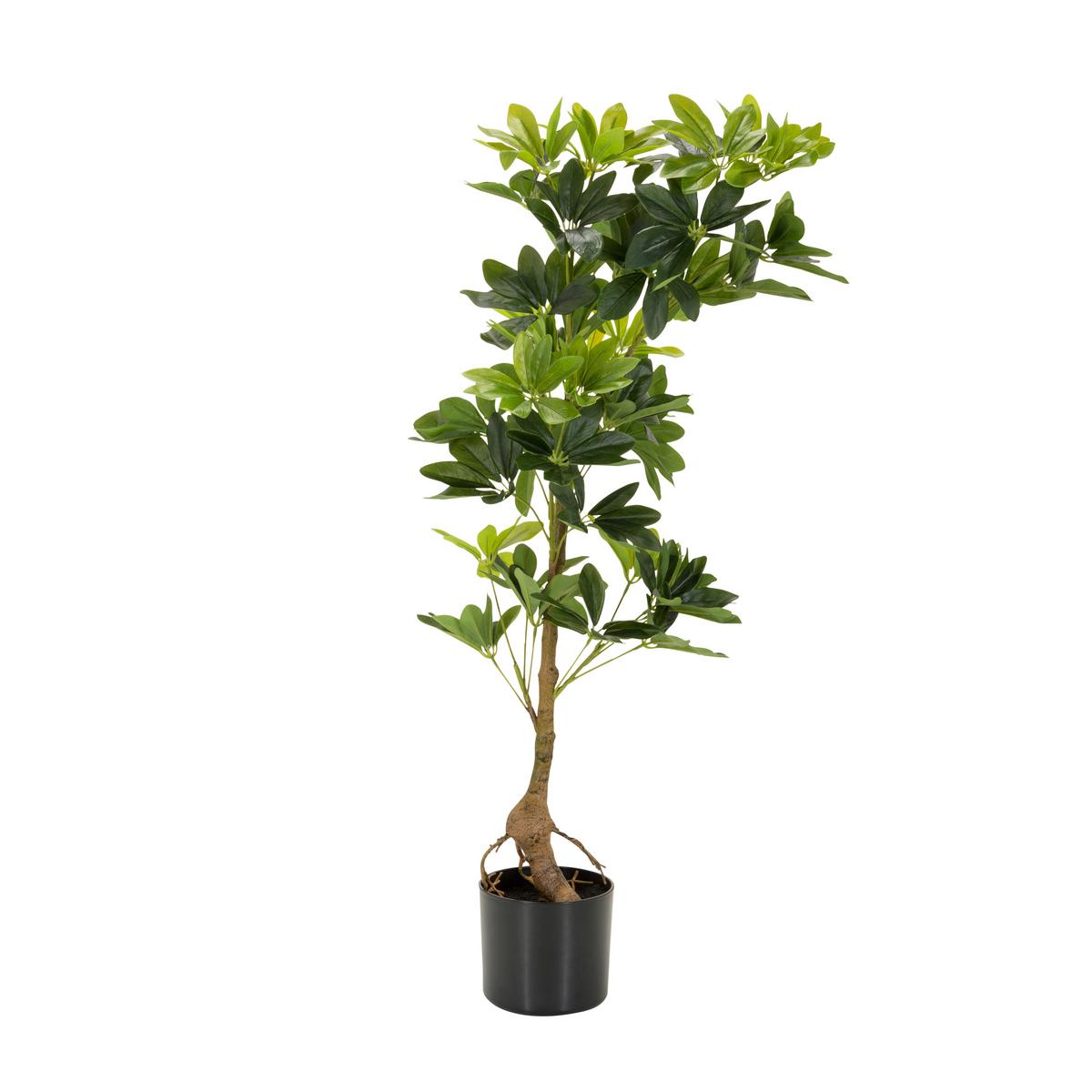 Umetna Rastlina Schefflera - črna/zelena, Basics, umetna masa/tekstil (38/100/30cm) - MID.YOU