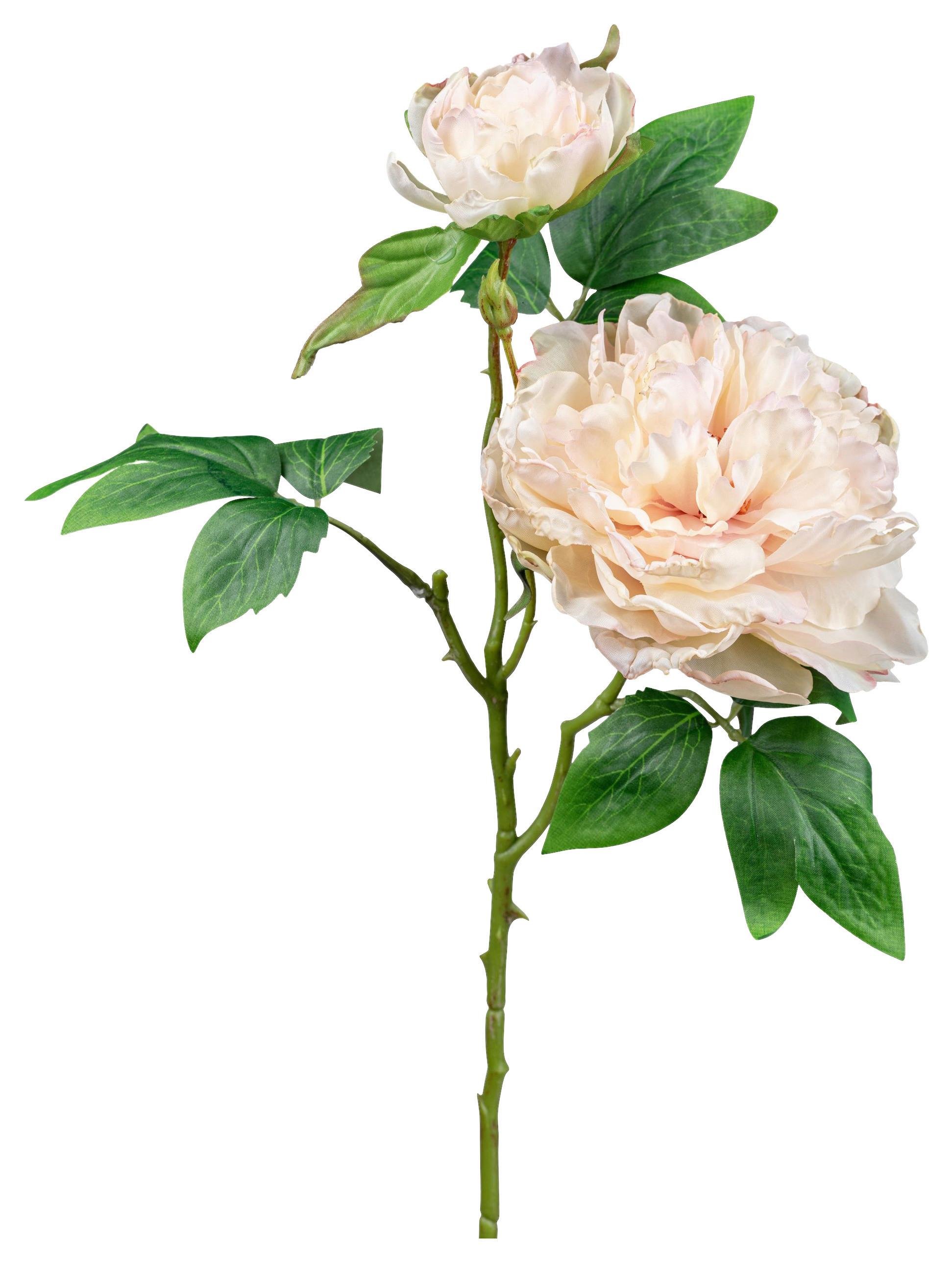 Umjetna Biljka Peonie I - Basics (55cm) - Modern Living
