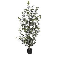 Okrasno Drevo Eukaliptus - Moderno (30/150cm) - Mömax