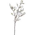 Umetna Rastlina Magnolie Geeist I - bela/rjava, kovina/umetna masa (103cm) Umetna Rastlina Magnolie Geeist I - bela/rjava, kovina/umetna masa (103cm)
