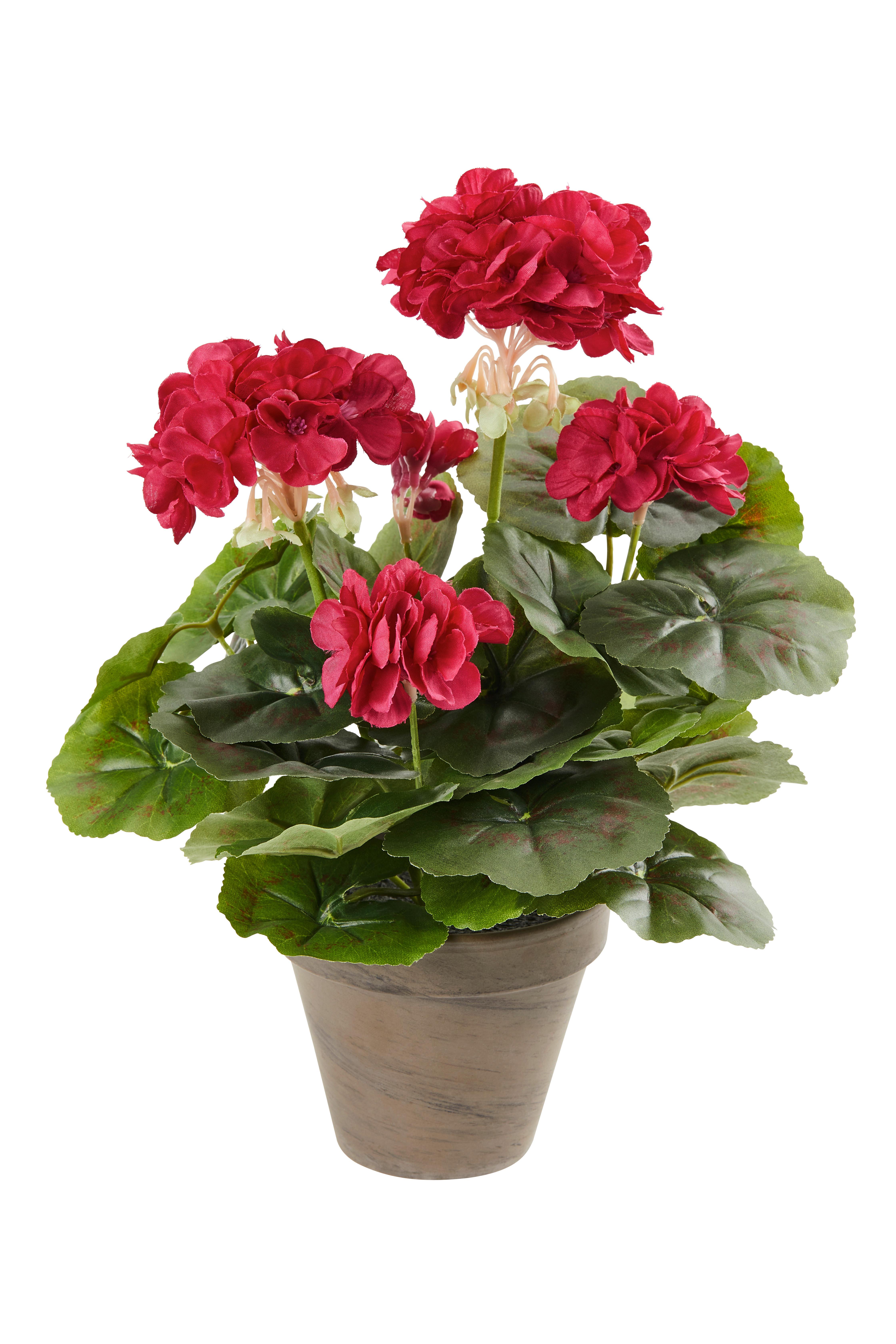Umetna Rastlina Greta - Konvencionalno (20/34cm) - Mömax
