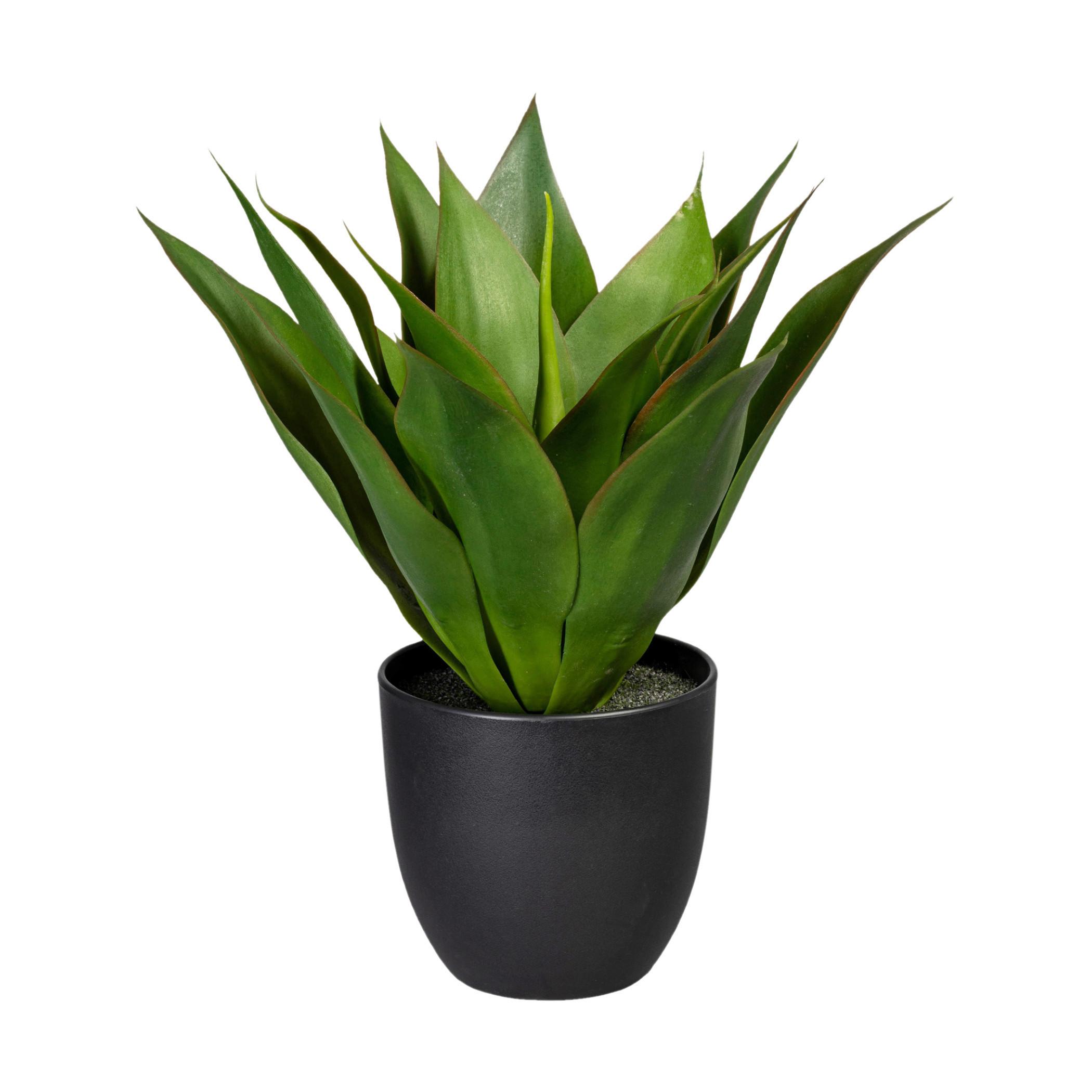 Kunstpflanze Sukkulenten Grün/Schwarz - Schwarz/Grün, Design, Kunststoff (36cm)
