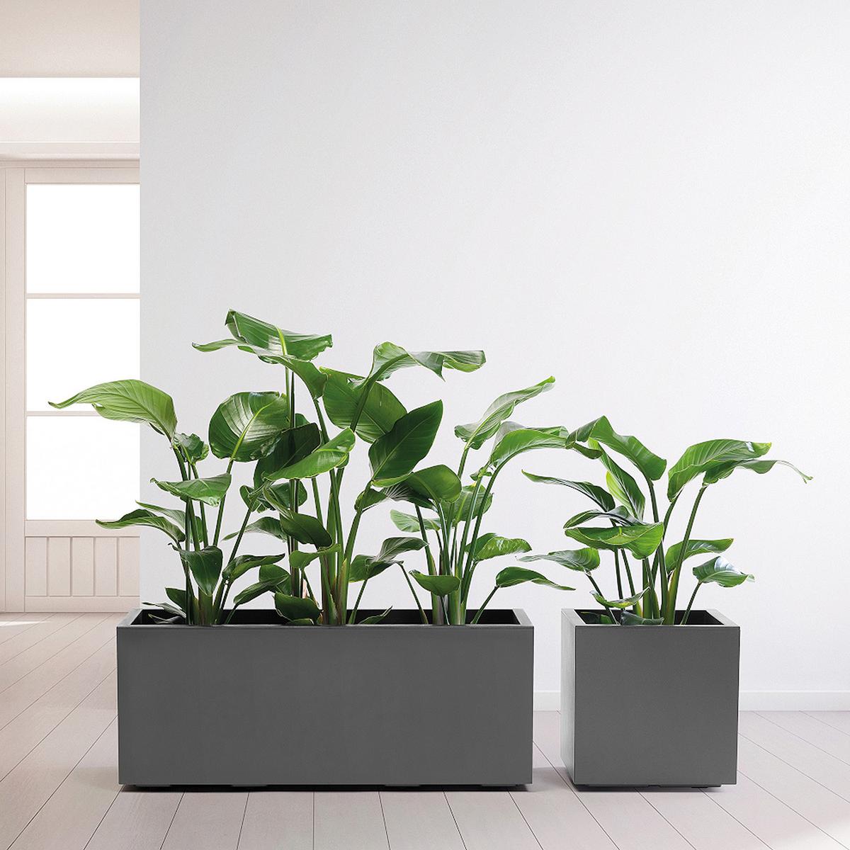 Blumenkasten Anthrazit - Anthrazit, Basics, Kunststoff (39,5/39,5/39,5cm)