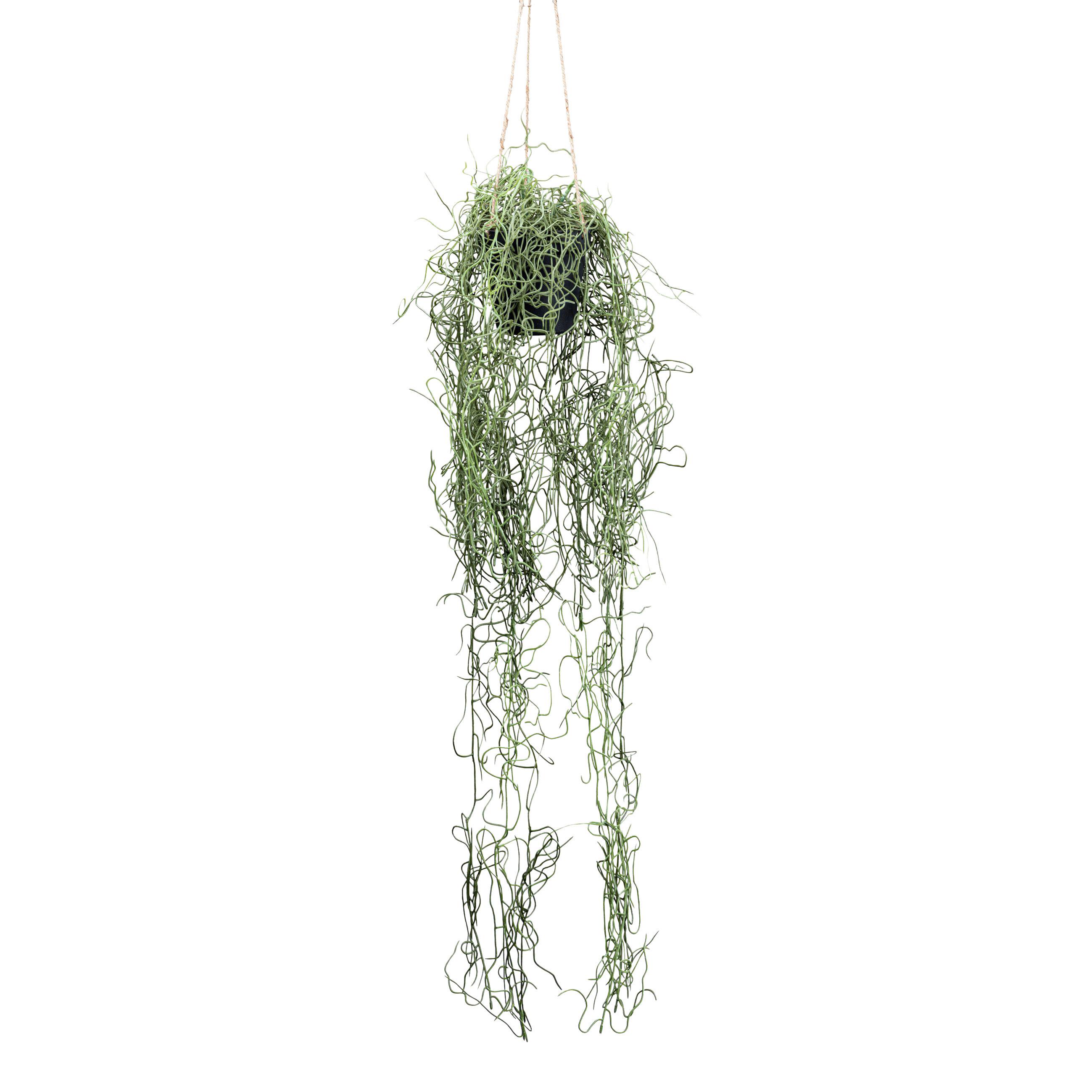 Kunstpflanze Tilandsia II in Grün - Grün, Basics, Kunststoff (80cm) - Modern Living
