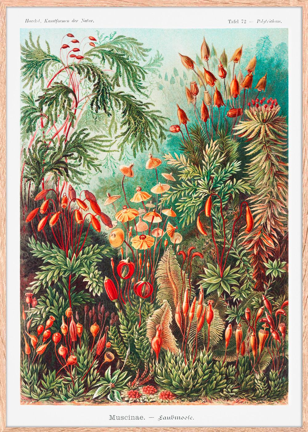 Bild Image ca. 50x70cm - Hellbraun/Multicolor, Holzwerkstoff/Papier (50/70cm) - Modern Living