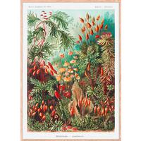 Bild Image ca. 50x70cm - Hellbraun/Multicolor, Holzwerkstoff/Papier (50/70cm) - Modern Living