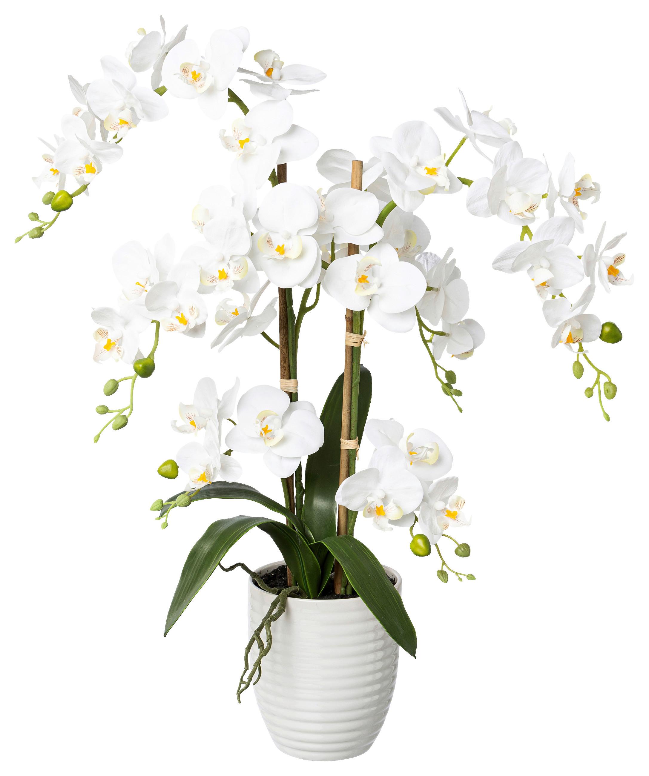 Kunstpflanze Orchideen Weiß - Weiß/Grün, Design, Keramik/Kunststoff (67cm) - P & B