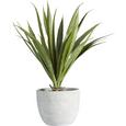 Műnövény Agave - zöld, konvencionális, műanyag (38 cmcm) - MÖMAX modern living