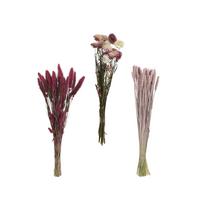 Dekorativno Suho Cvijeće Bloom - Basics (55/25/55cm)