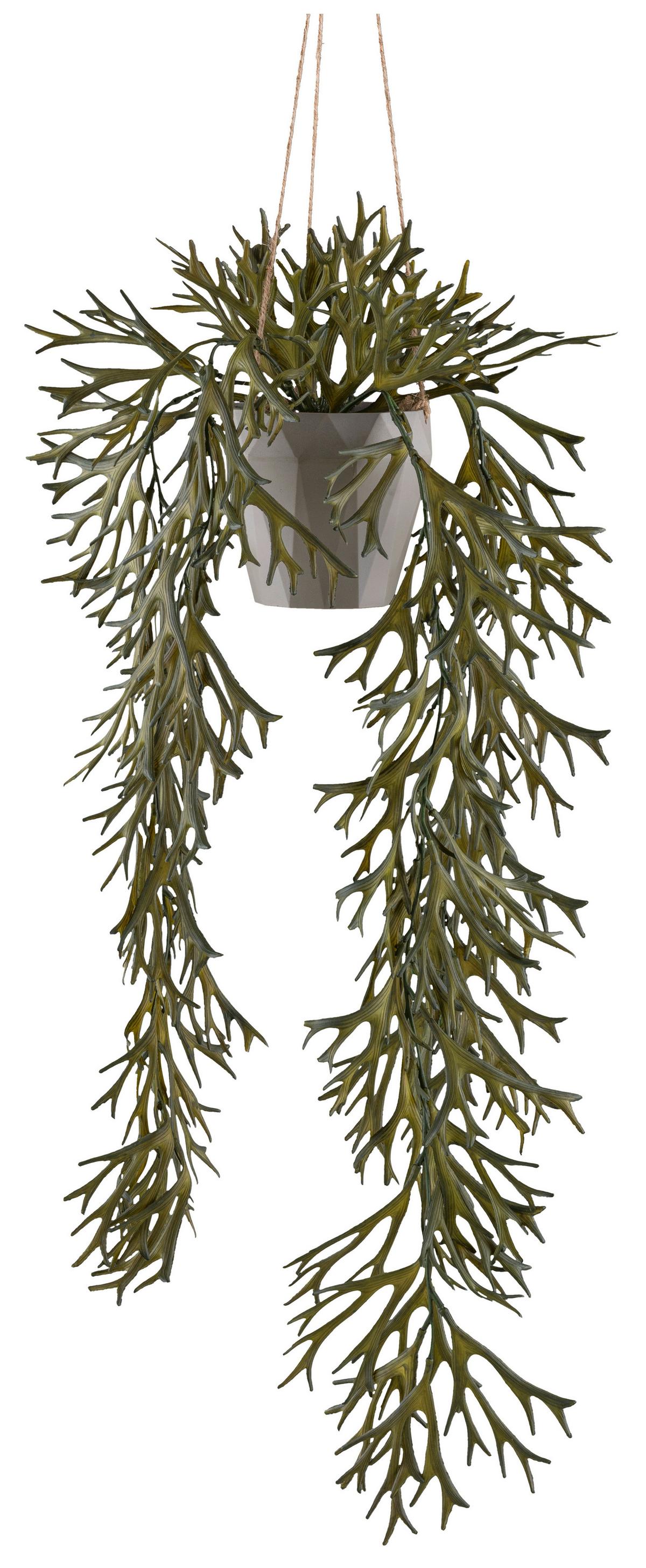 Umetna Rastlina Geweihfarn I - siva/olivno zelena , Konvencionalno, umetna masa (70cm) - Mömax