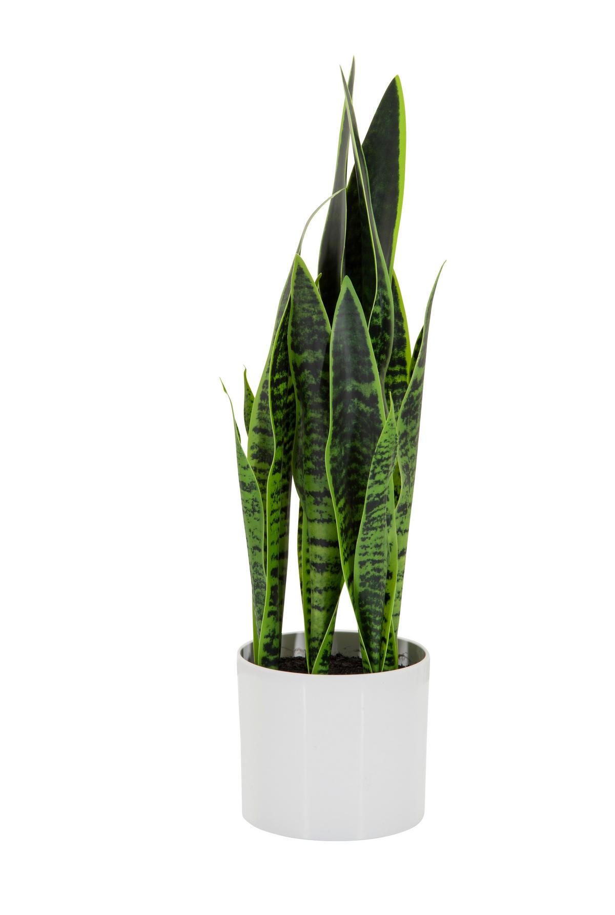 Umetna Rastlina Sansevieria - zelena/bela, Basics, umetna masa/tekstil (16/65/16cm) - MID.YOU