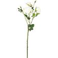 Umetna Roža Rosa - zelena/krem, kovina/umetna masa (63cm) - Mömax modern living Umetna Roža Rosa - zelena/krem, kovina/umetna masa (63cm) - Mömax modern living