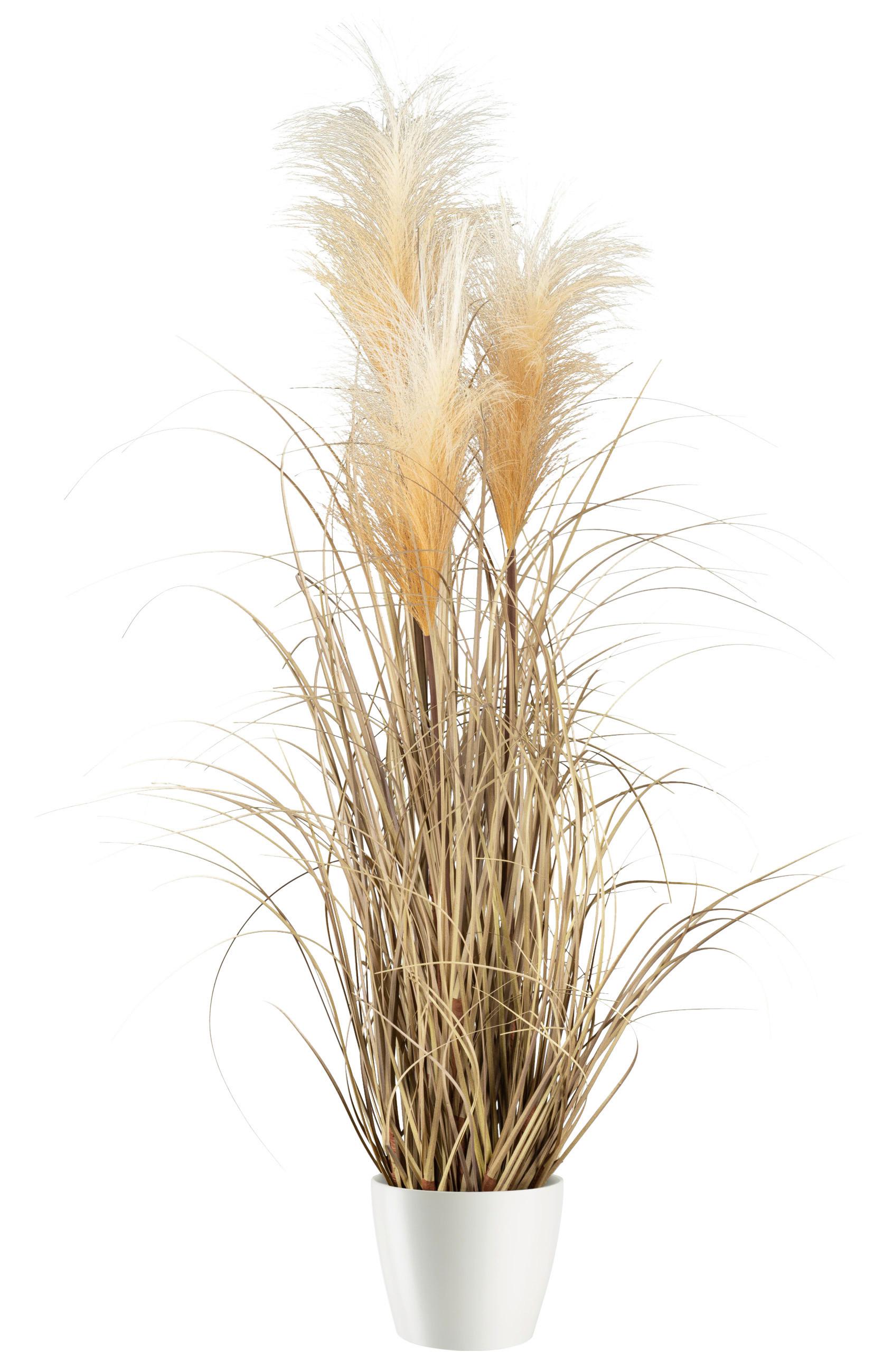 Umetna Rastlina Pampasgras Ii -Paz- - naravne barve, Moderno, umetna masa (76cm) - Modern Living