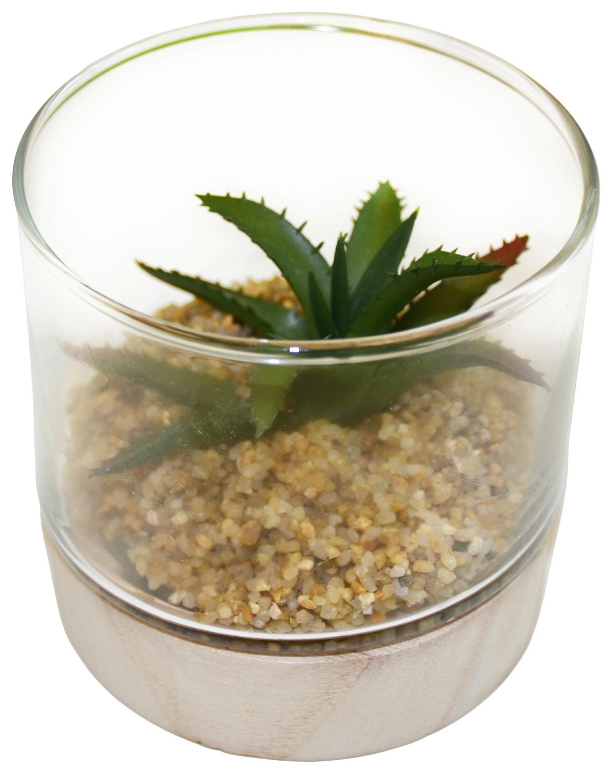 Kunstpflanze Sukkulenten diverse Motive - Grün, Basics, Glas/Holz (10/10cm) - Modern Living