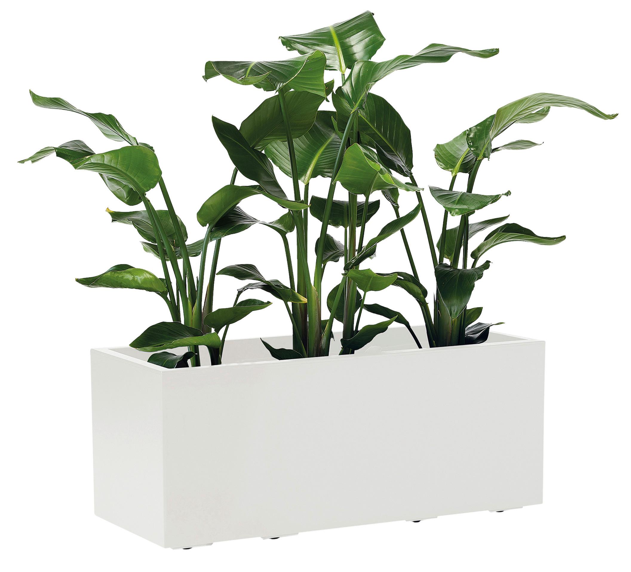 Blumenkasten Weiß - Weiß, Basics, Kunststoff (99,5/39,5/39,5cm)
