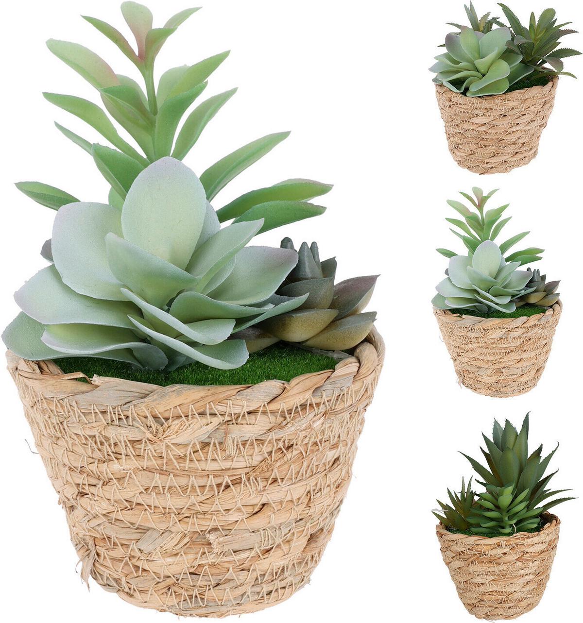 Műnövény Sukkulente - natúr színű/zöld, Trend, műanyag (10/16cm)