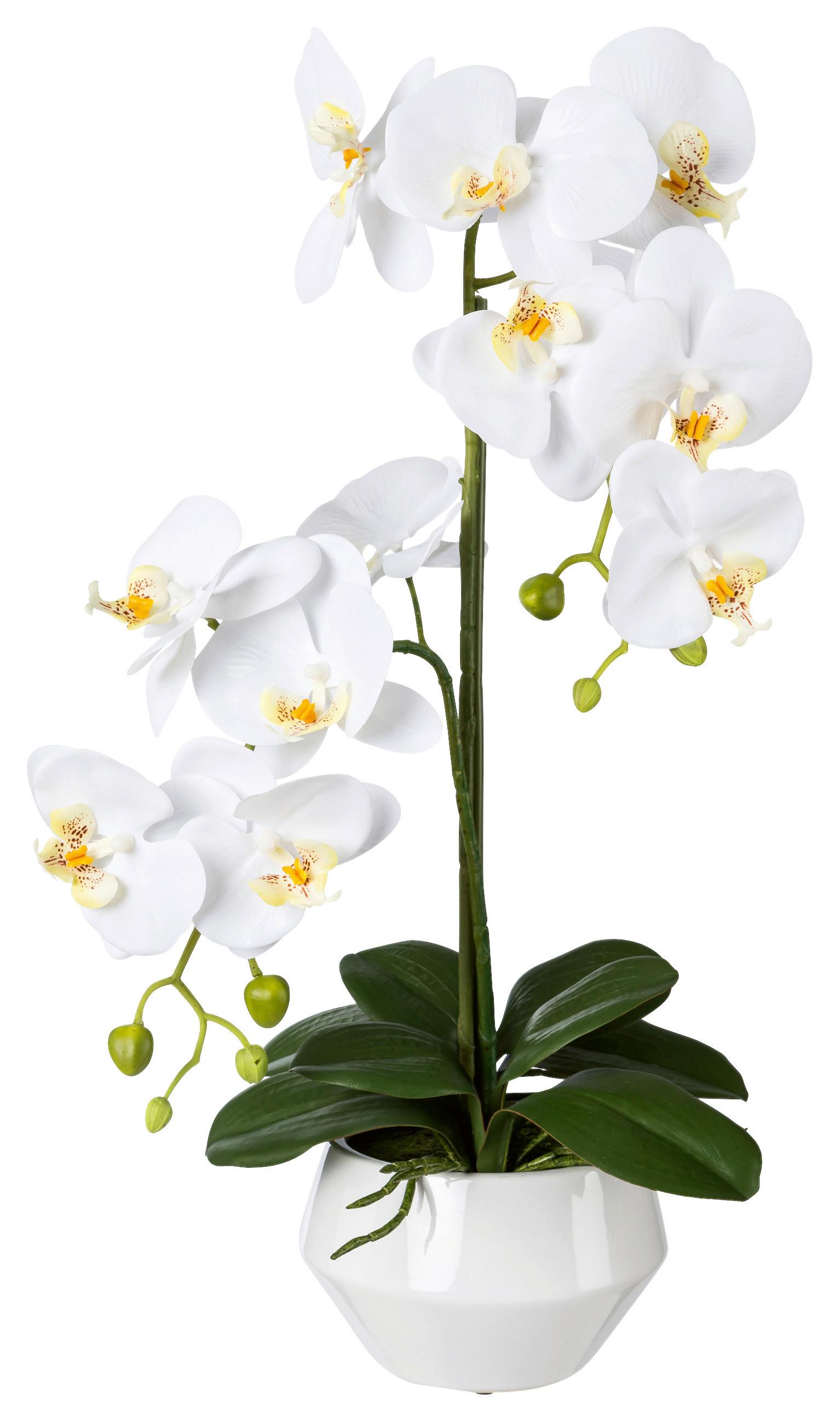 Kunstpflanze Orchideen Weiß/Grün - Weiß/Grün, Design, Keramik/Kunststoff (52cm)