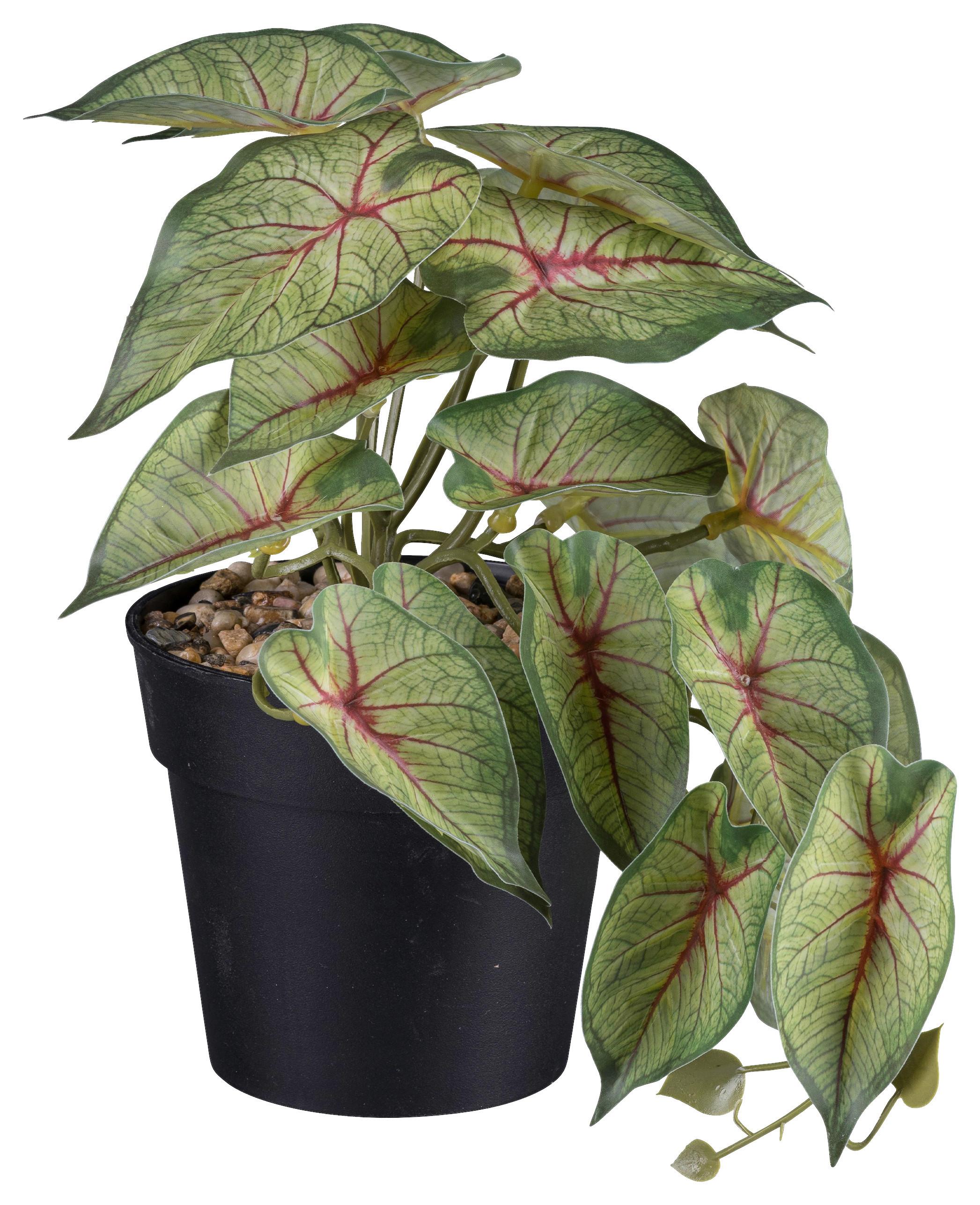Kunstpflanze Caladium II in Grün - Schwarz/Grün, Basics, Kunststoff (19cm) - Modern Living