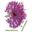 Wanddeko Onion Flower in Violett - Violett/Grün, Kunststoff (50/70cm) - MÖMAX modern living