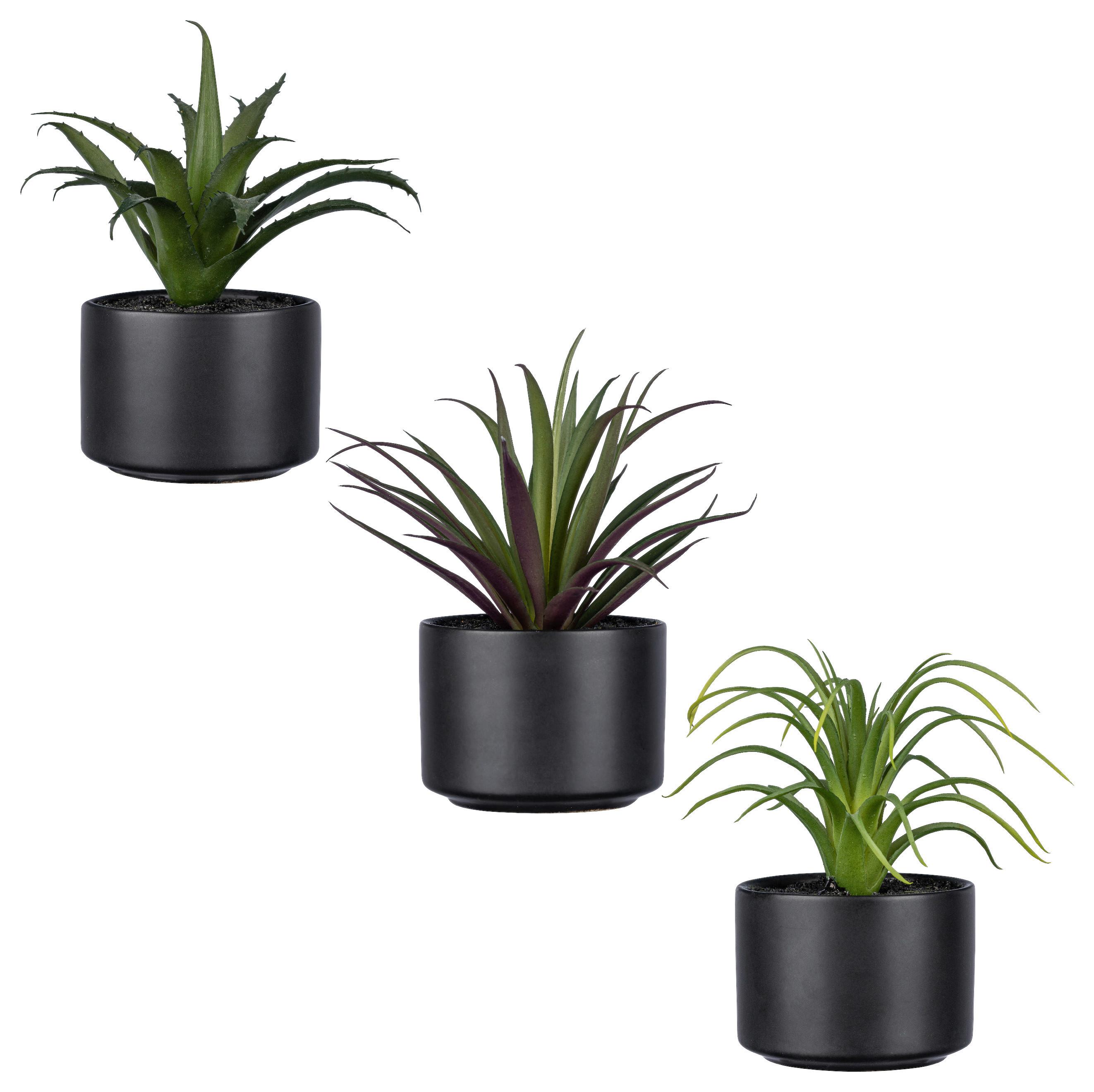 Umetna Rastlina Sukkulente Ii - črna/zelena, Basics, umetna masa/keramika (15cm)