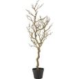 Ramură Decorativă Sam - culoare natur, Konventionell, plastic (120 cmcm) Ramură Decorativă Sam - culoare natur, Konventionell, plastic (120 cmcm)