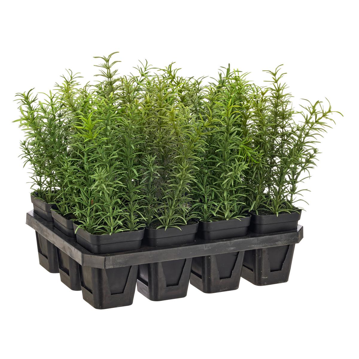 Kunstpflanze Rosmarin II Grün ca. 25cm - Schwarz/Grün, Basics, Kunststoff/Metall (25cm) - Mömax