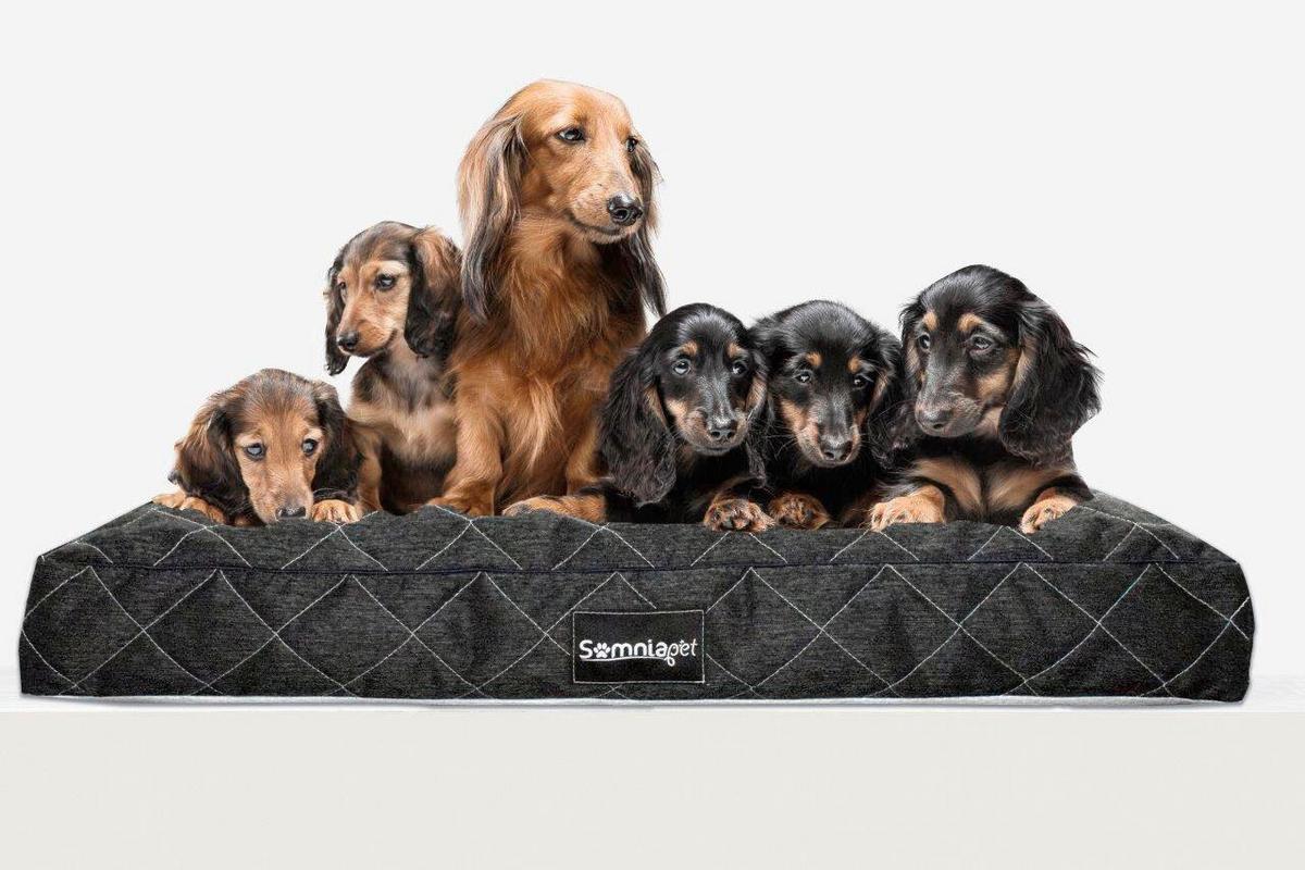 Kisállatpárna Erny L - Modern (90/60/11cm)