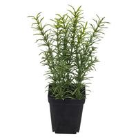 Kunstpflanze Rosmarin II Grün ca. 25cm - Schwarz/Grün, Basics, Kunststoff/Metall (25cm) - Mömax