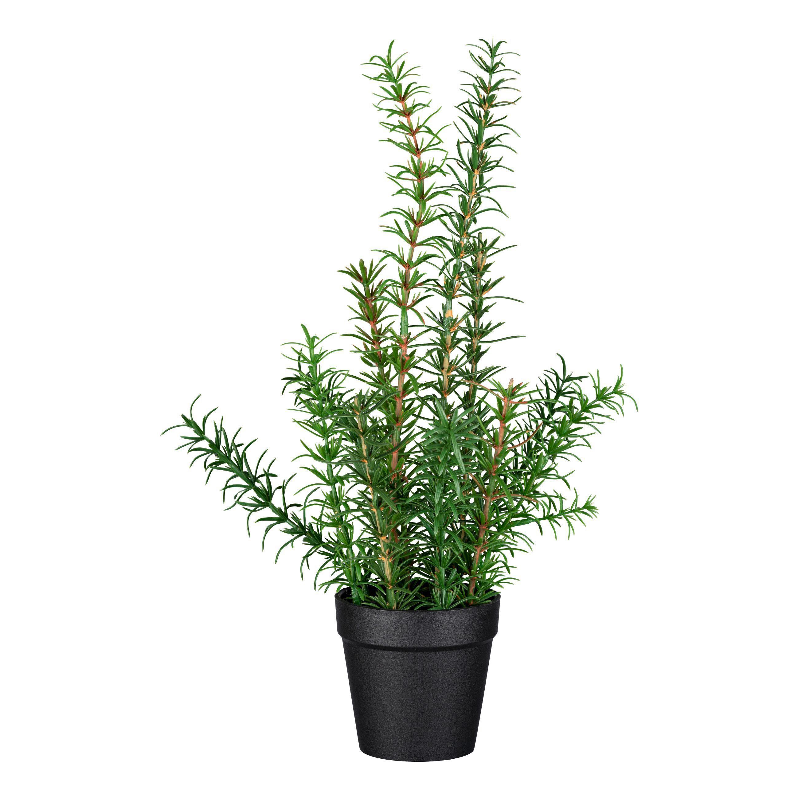 Műnövény Rosmarin - Zöld/Fekete, Basics, Műanyag (38cm) - Modern Living