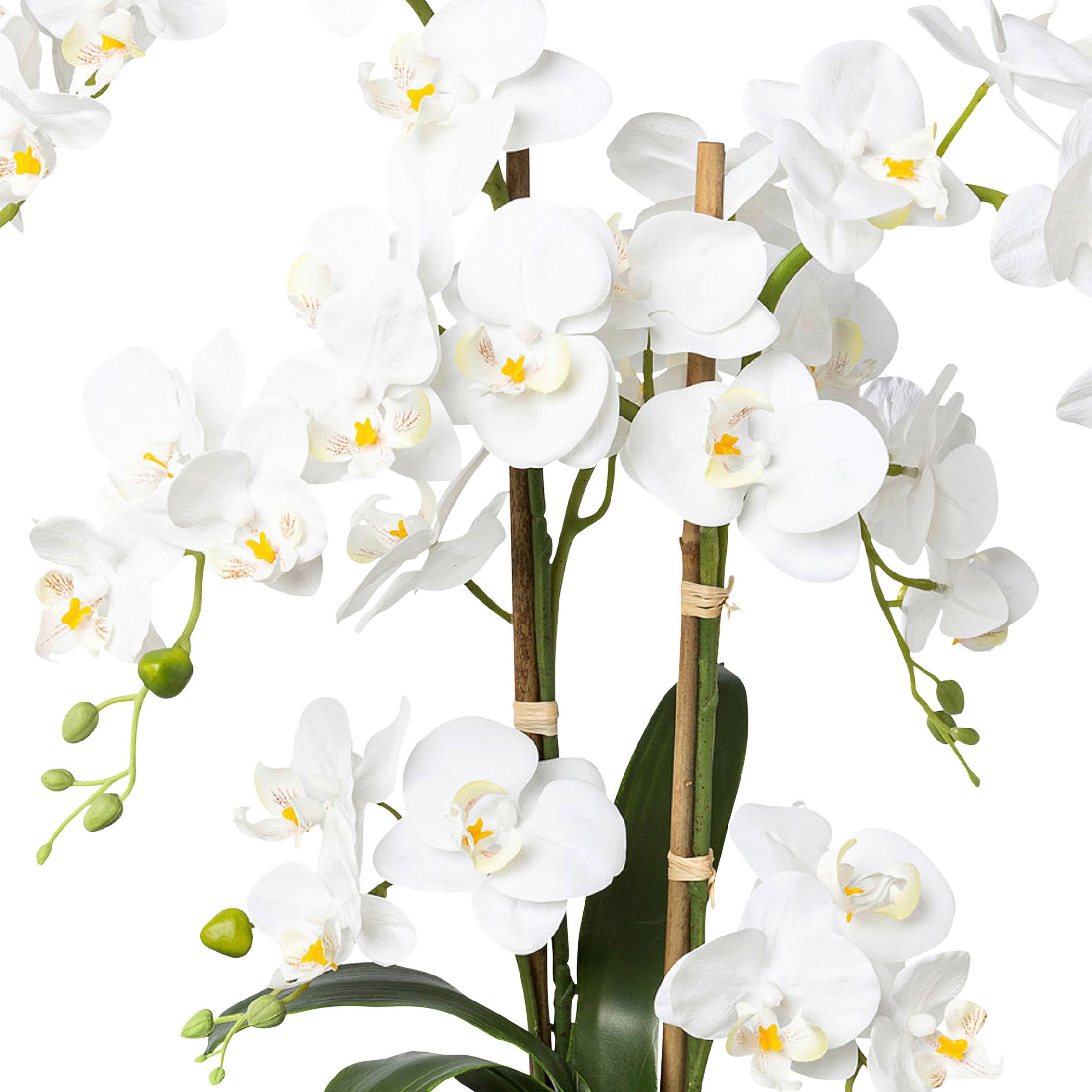 Kunstpflanze Orchideen Weiß - Weiß/Grün, Design, Keramik/Kunststoff (67cm) - P & B