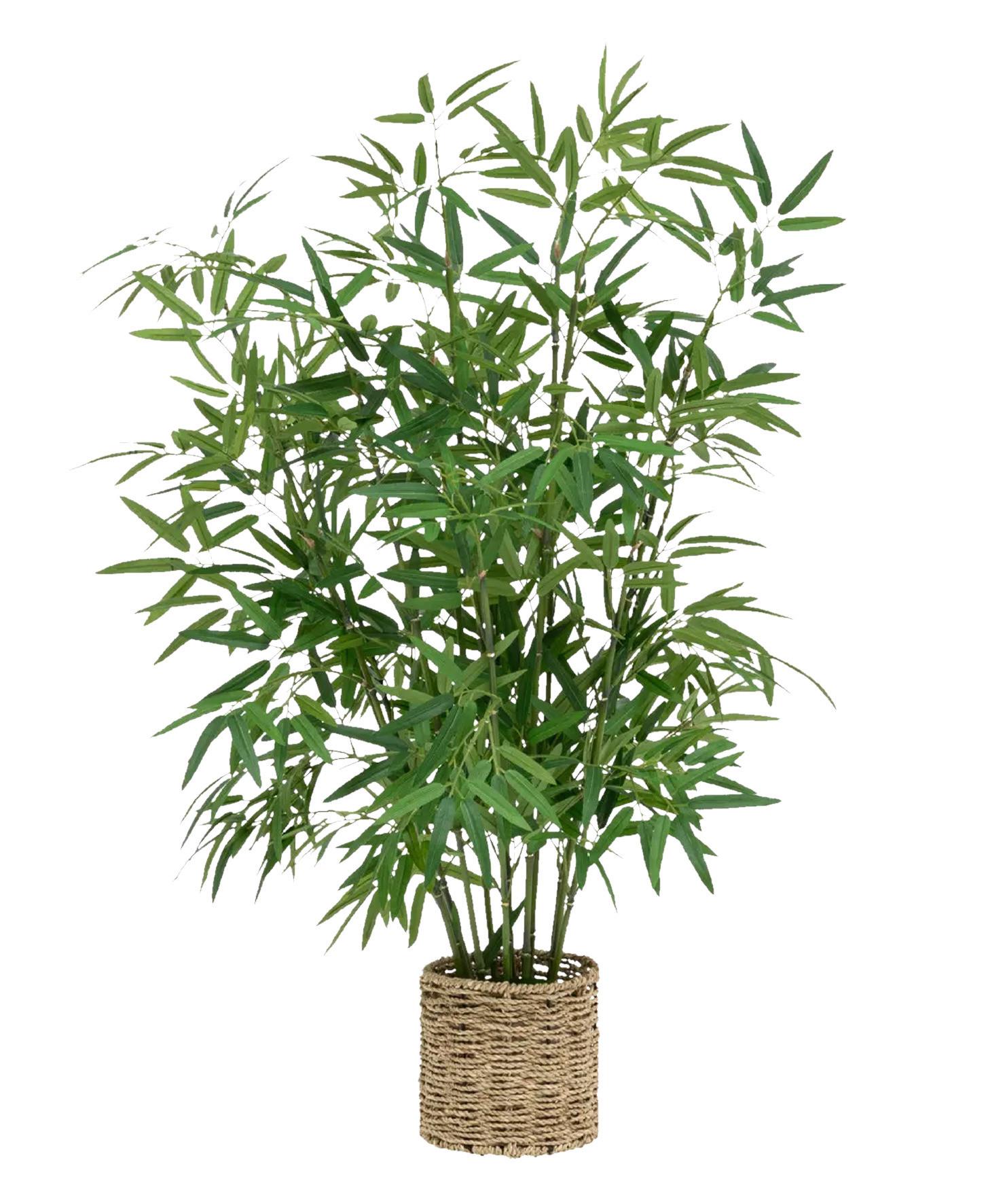 Okrasna Rastlina Bamboo - Moderno (45/100cm) - Premium Living