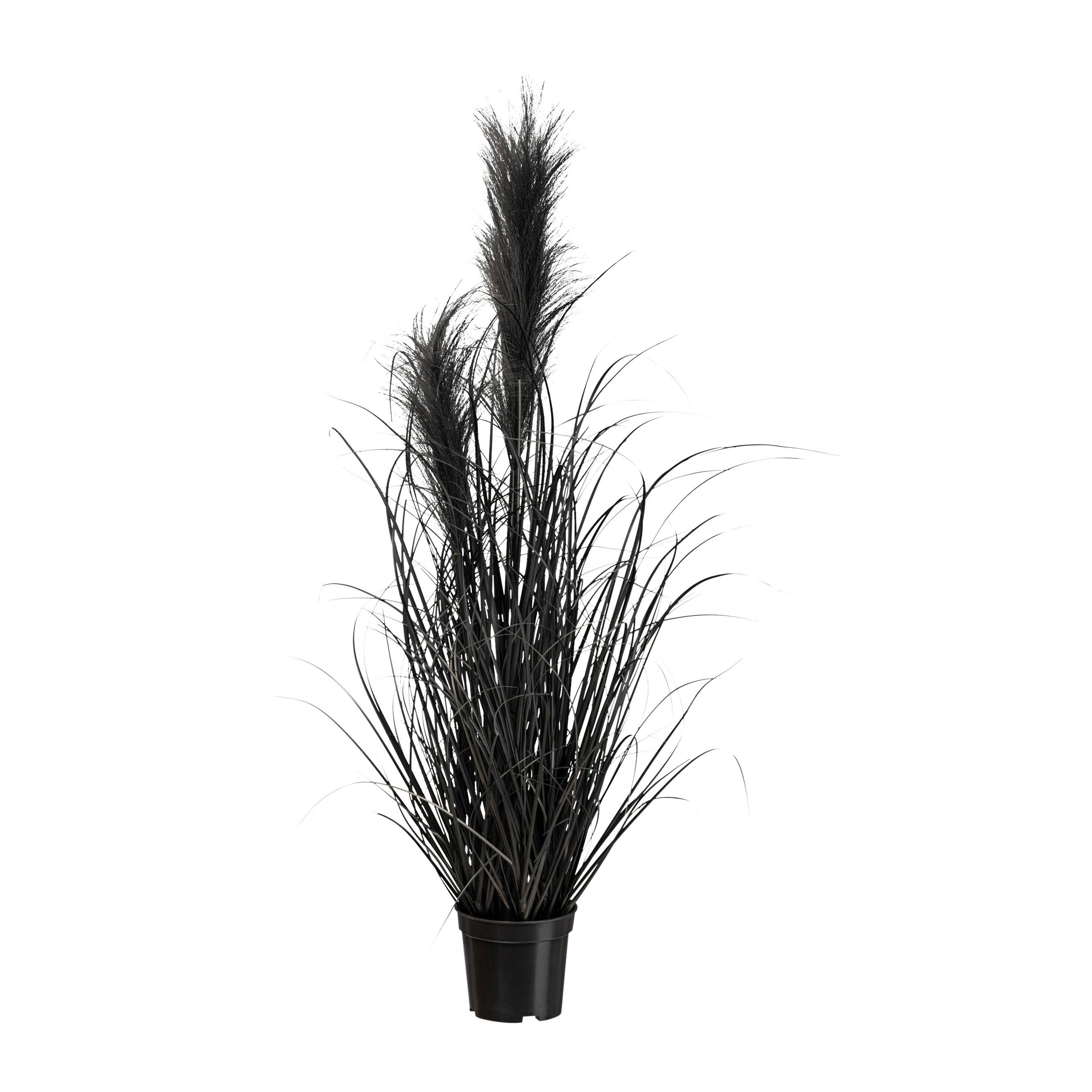Umetna Rastlina Pampasgras Ii - črna, Moderno, umetna masa (73cm) - Modern Living