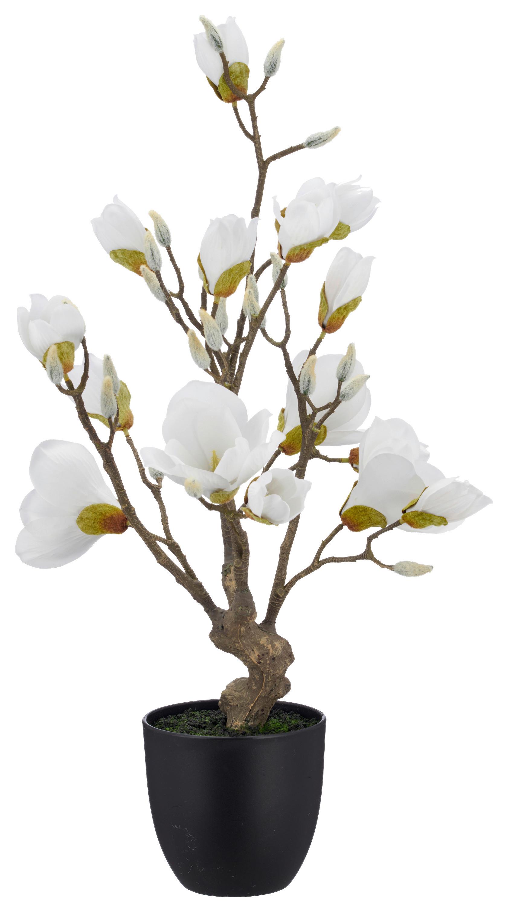 Magnolie Weiß ca. 65cm - Schwarz/Weiß, Basics, Kunststoff/Textil (65cm) - Mömax