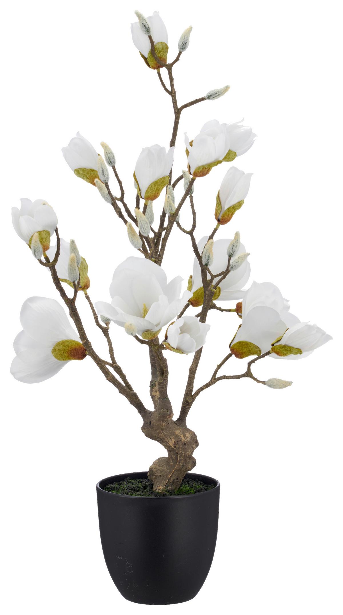 Magnolie Weiß ca. 65cm - Schwarz/Weiß, Basics, Kunststoff/Textil (65cm) - Mömax