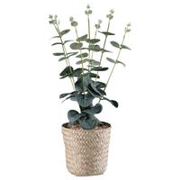 Kunstpflanze Eukalyphus II in Grün - Naturfarben/Grün, Basics, Naturmaterialien/Kunststoff (38cm) - Modern Living