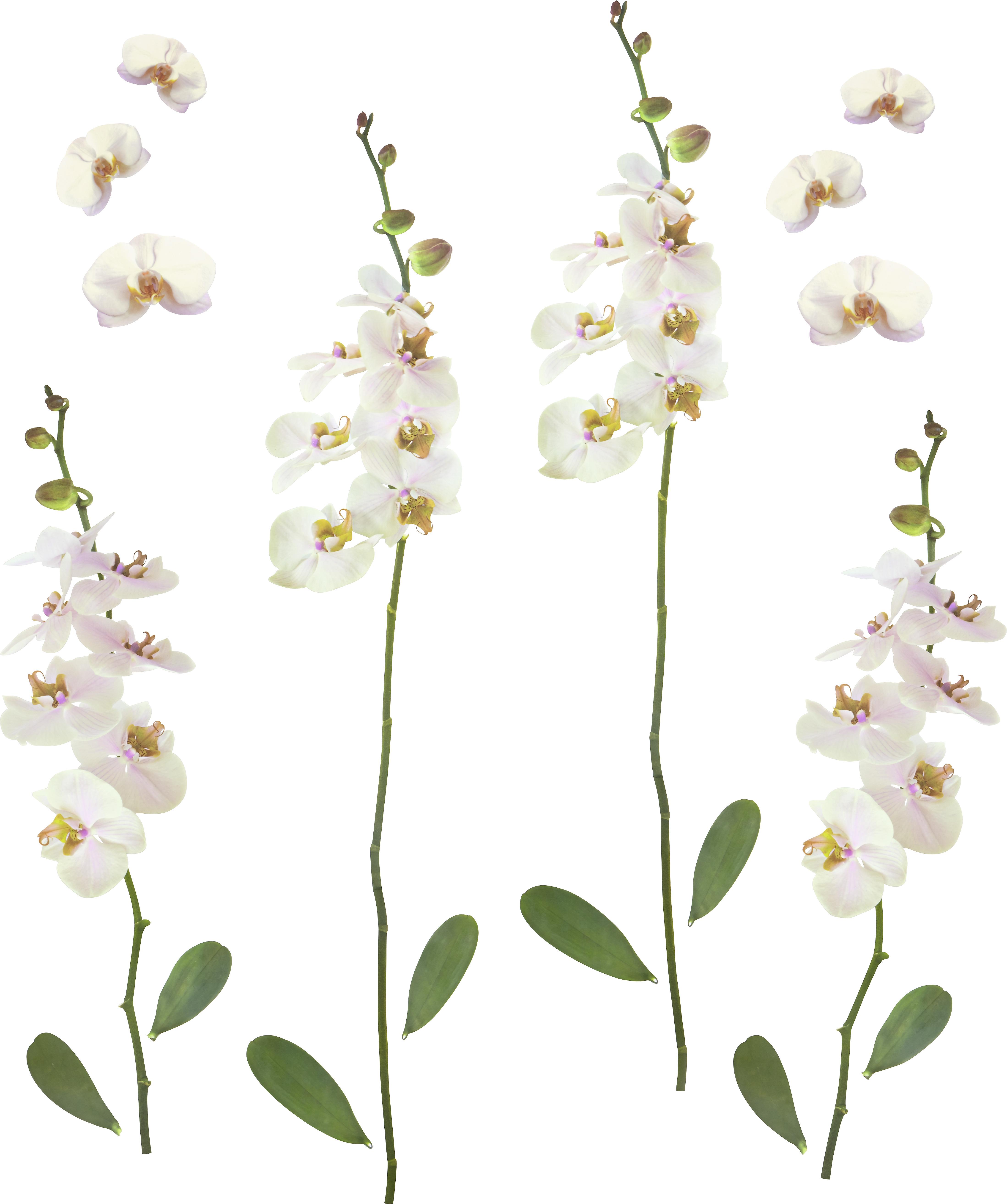Falmatrica White Orchid - Színes, Műanyag (50/70cm) - Modern Living