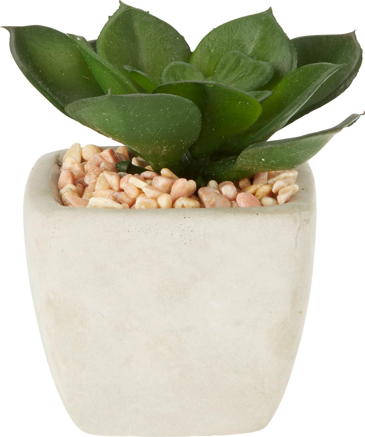 Műnövény Sukkulente - zöld, Lifestyle, műanyag (7-9cm) - Modern Living