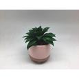 Kunstpflanze Sukkulente inkl. Topf - Rosa/Grün, Kunststoff (10,5/15cm) - Mömax modern living Kunstpflanze Sukkulente inkl. Topf - Rosa/Grün, Kunststoff (10,5/15cm) - Mömax modern living