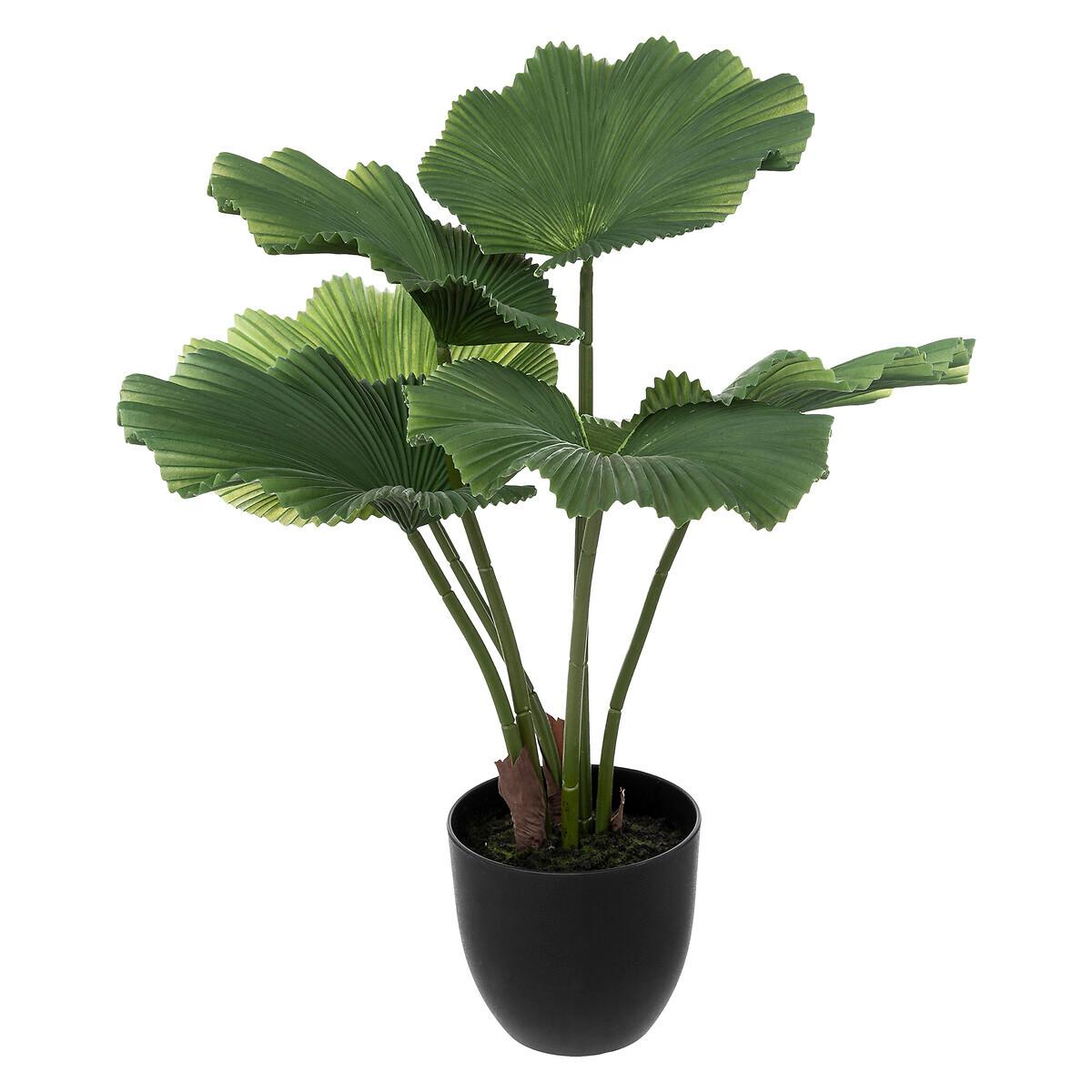 Okrasna Rastlina Palm Tree - Moderno (62/65cm)