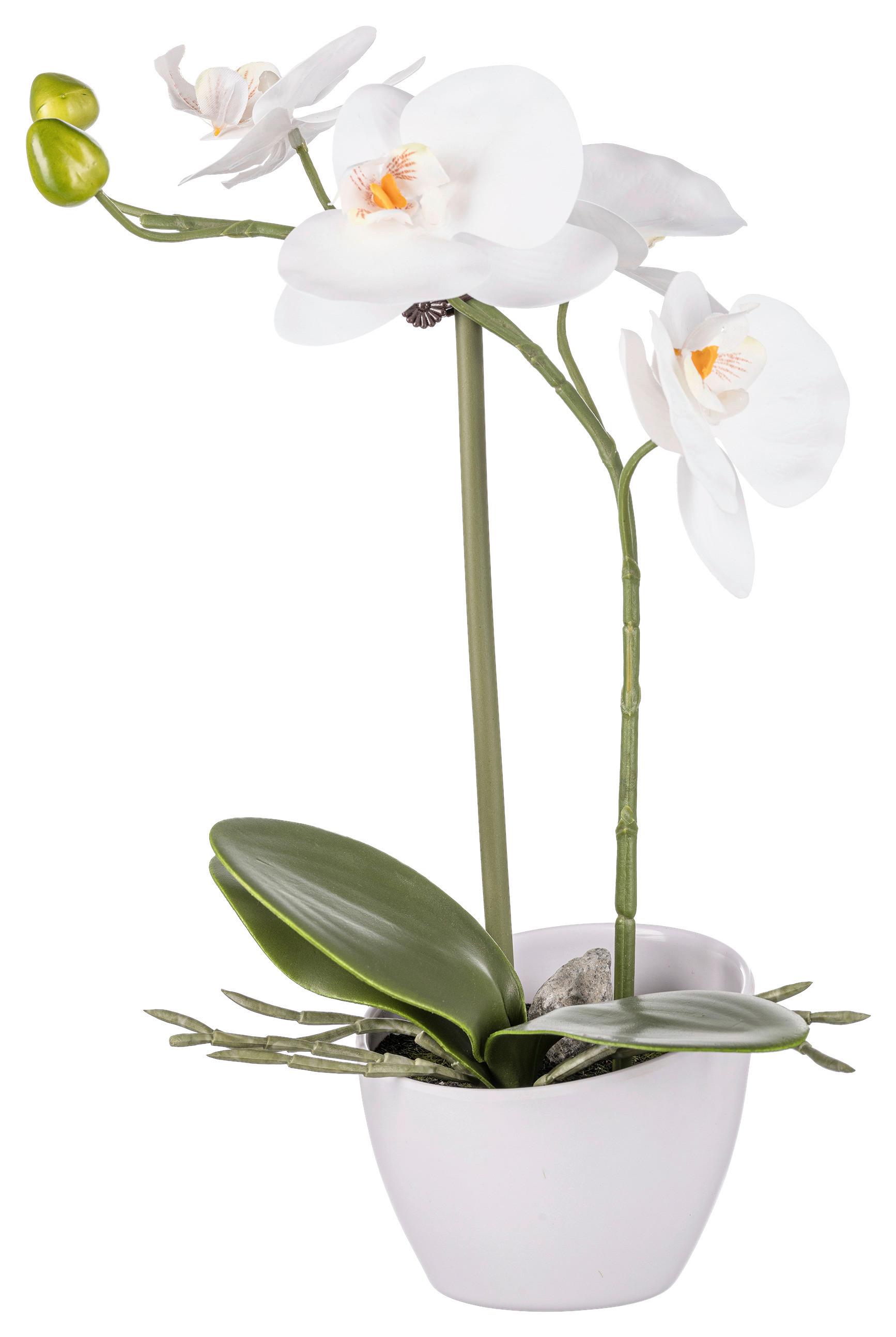 Kunstpflanze Orchidee II Grün - Weiß/Grün, KONVENTIONELL, Kunststoff (33cm) - Based