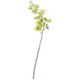 Orhideja Gundula - rdeča/zelena (98cm) - Mömax modern living Orhideja Gundula - rdeča/zelena (98cm) - Mömax modern living