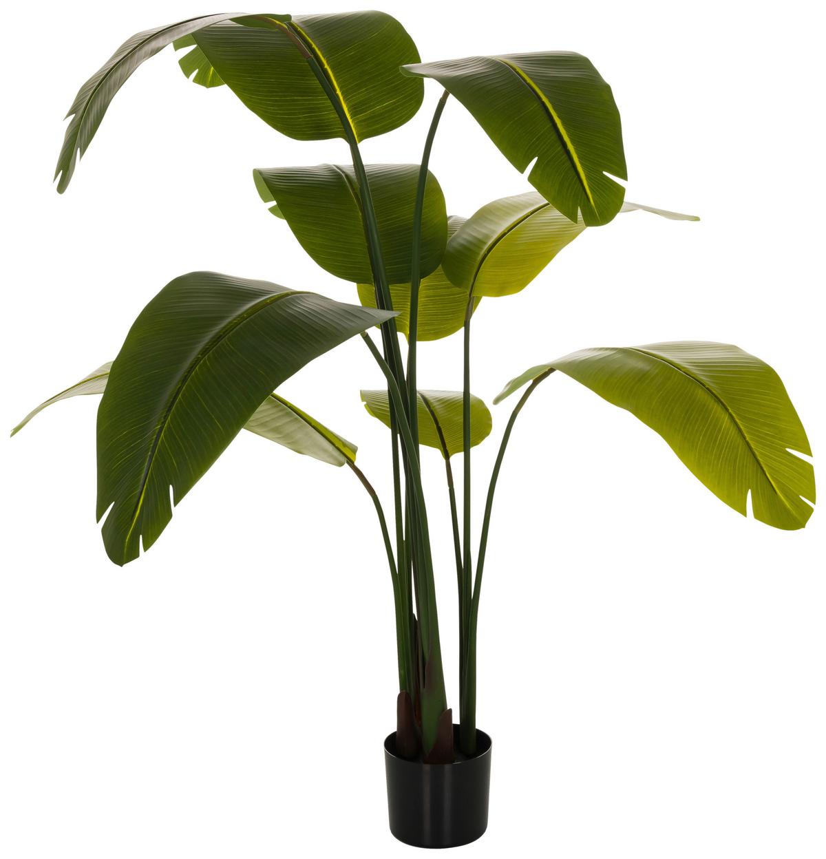 Umetna Rastlina Banana - črna/zelena, Basics, umetna masa (60/170/60cm) - MID.YOU